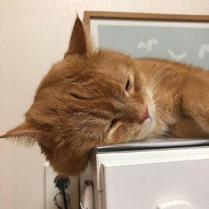 噢美黄色，55555555
